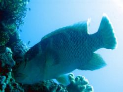 Napoleon wrasse by Gordana Zdjelar 